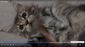 Котята питомника кошек ГРАНД МАЙЕР