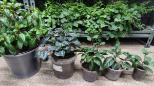 Как из тонкого черенка вырастить шикарный куст фуксии. Важные моменты в прищипке черенка фуксии.