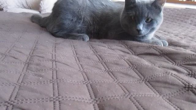 MVI_0705 смотреть онлайн