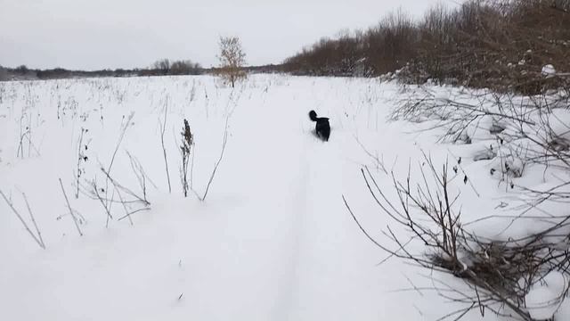 Февраль,небольшая прогулка на лыжах,на лыжне увязался чей то пёсик. смотреть онлайн