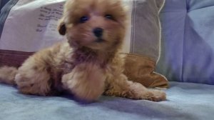 Той пудель девочка, 12 недель, начальная дрессировка, команда " лежать"