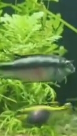 У пельвикахромис пульхер все стабильно поели и пошли делить территорию смотреть онлайн