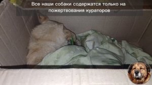 НАШЛИ ЗАМЕРЗШЕГО ПСА