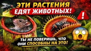 Эти растения едят животных! Ты не поверишь, что они способны на это.