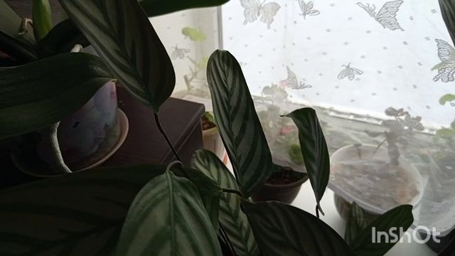 /138/ Жизнь в деревне.Обзор.цветов какие уже взошли. смотреть онлайн