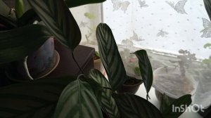 /138/ Жизнь в деревне.Обзор.цветов какие уже взошли.