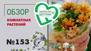 Обзор растений: цветущая стрелиция, суккуленты, хризантемы, афеландры, непентесы, солянумы. №153