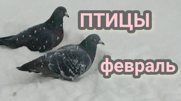 Птицы в феврале