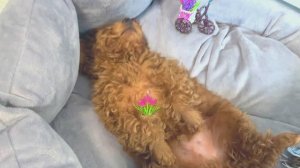 Бисерные сны Барона / Велосипед из бисера / Обзор фигурок из бисера / Бисероплетение /