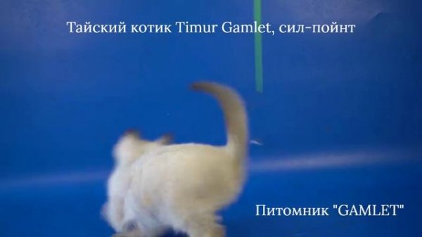 Тайский котик Timur Gamlet, сил-пойнт, 1 месяц 25 дней