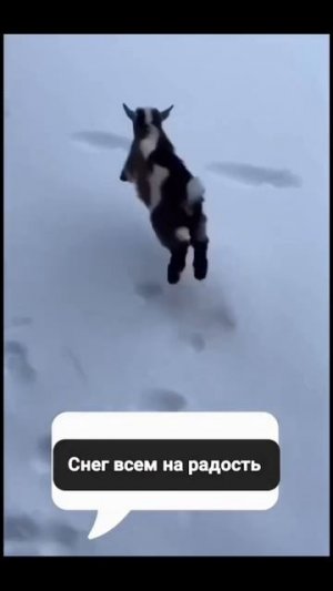 Снег на радость козлёнку