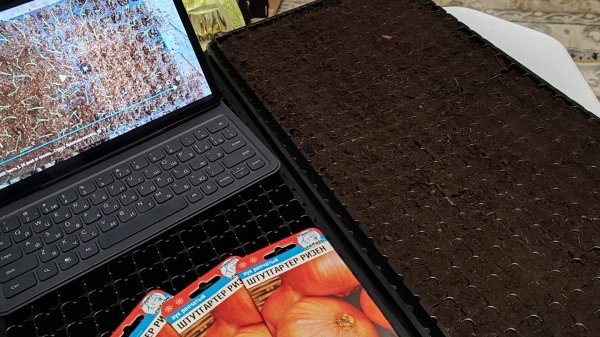 Посев лука семенами, лук для длительного хранения. Лук за сезон. В ячейках