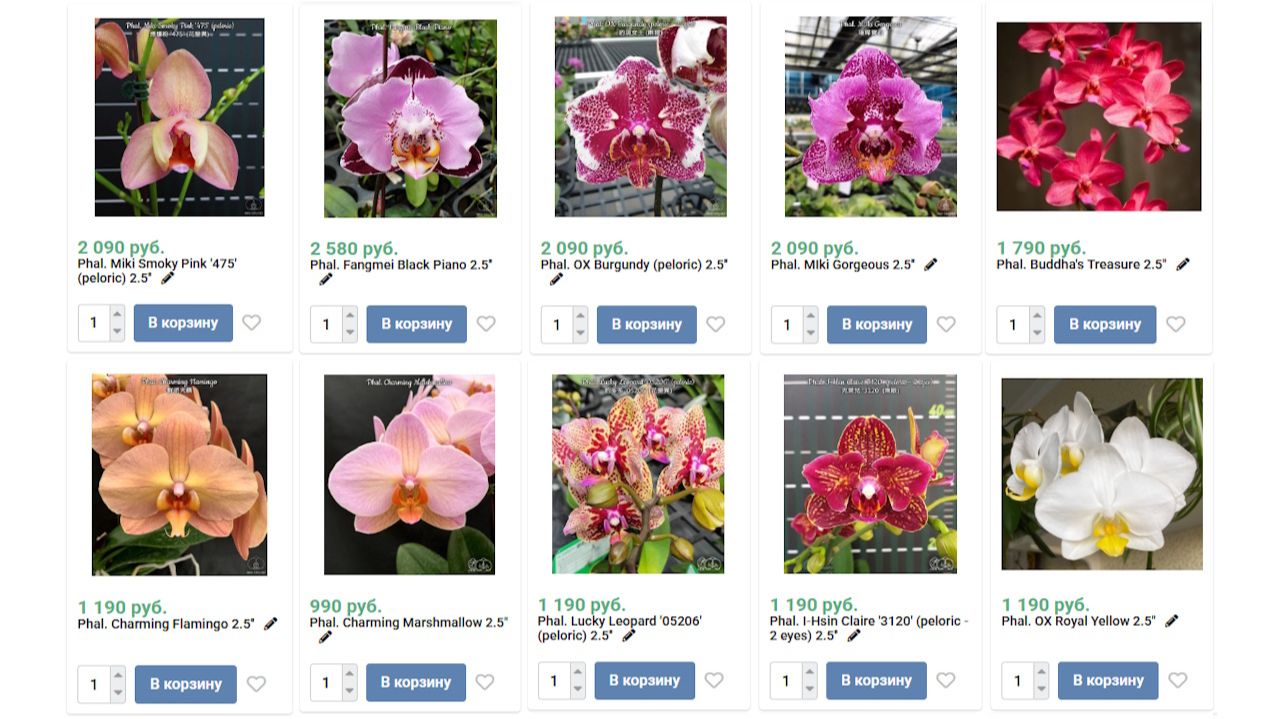 🌸ПРОДАЖА ОРХИДЕЙ. Предзаказ орхидей на сезон 2026 года. Обзор №5 от 11.02.26г. Купить орхидею. смотреть онлайн