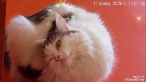 11-02-2026,Мариуполь🏙️ среда-7,утро🐈🐈🐈💻☕