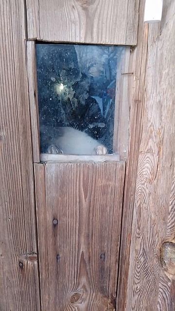 Кошка-полазушница 🐈