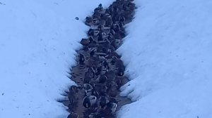 Продолжаем следить за судьбой уток, которые остались на зиму в Центральном парке Воронежа