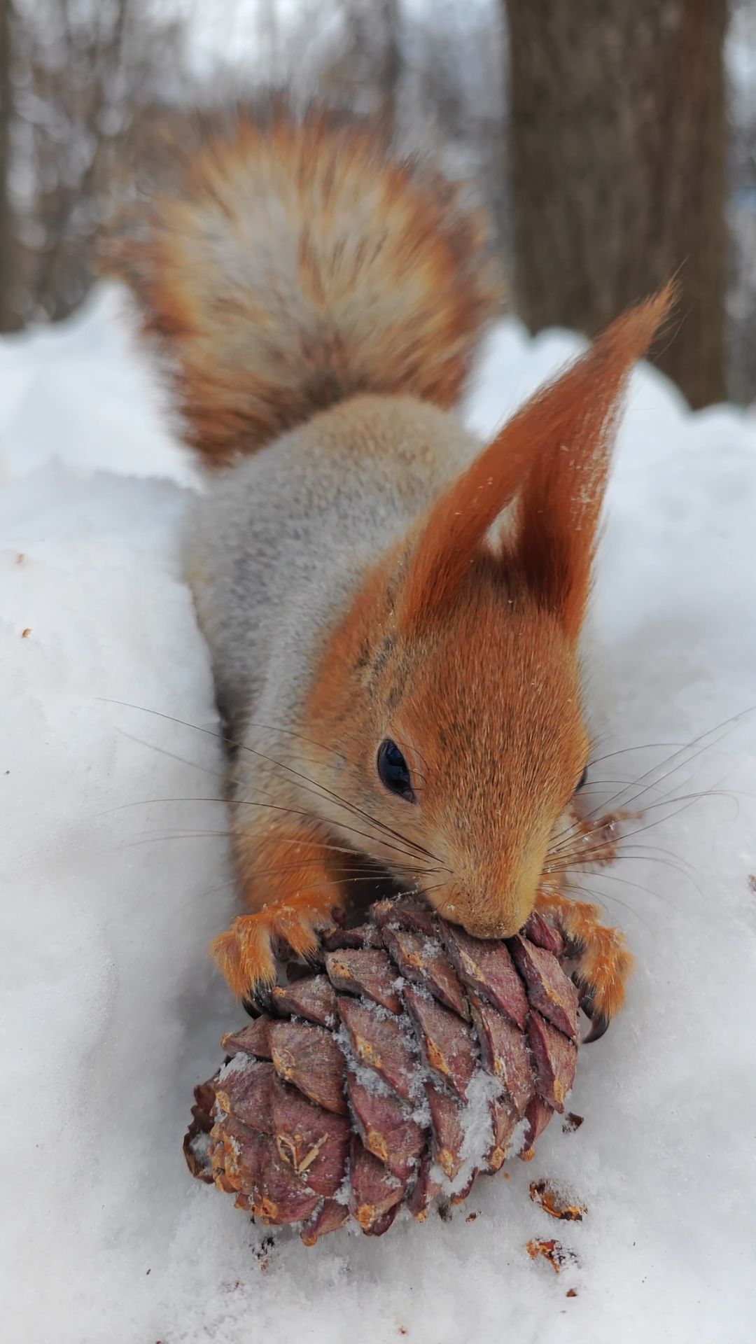 Белка с шишкой смотреть онлайн