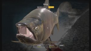 Трофейная Кета, река Яма, игра Русская рыбалка 4, на что ловить, места клева