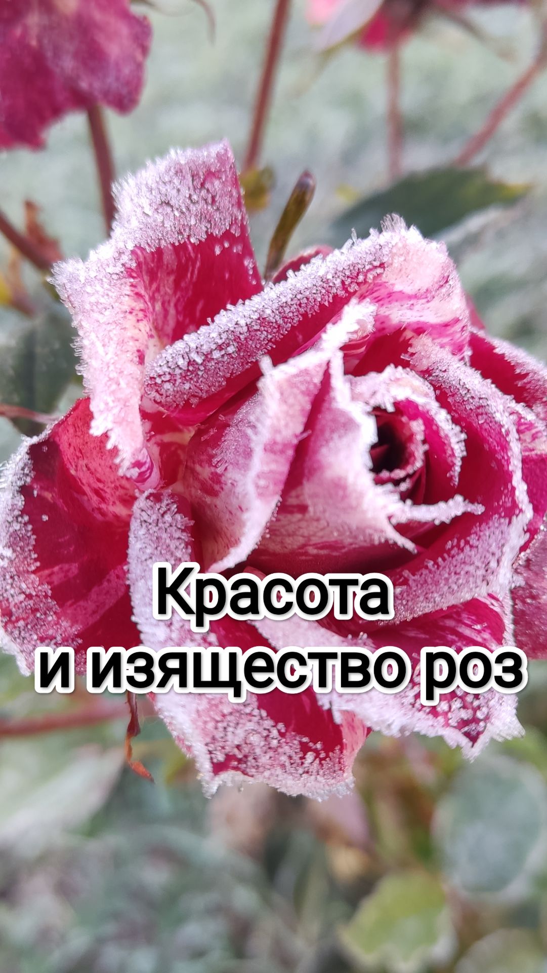 Красота и изящество роз