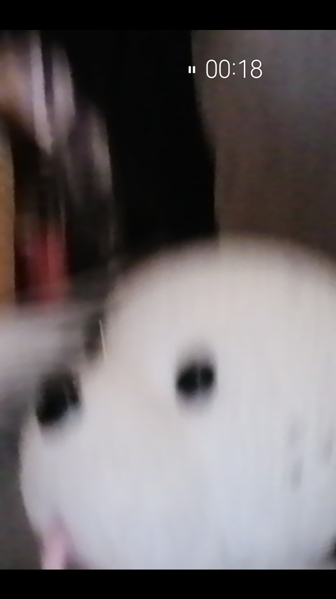 Обарзефшея собака