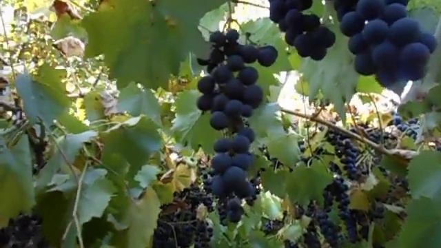 Виноград Маркетт Grapes Markett