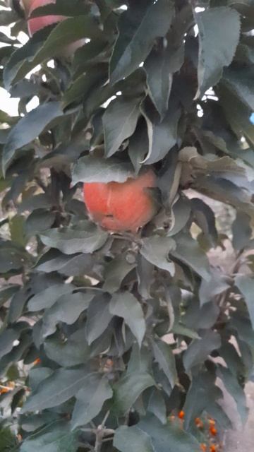 Московское ожерелье. смотреть онлайн