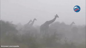 Российский Хатико: в аэропорту Тывы пёс по кличке Умка больше года ждёт хозяина, погибшего на СВО