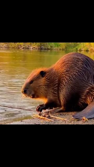 #природа #животные #дикаяприрода