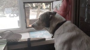 Котики и птички