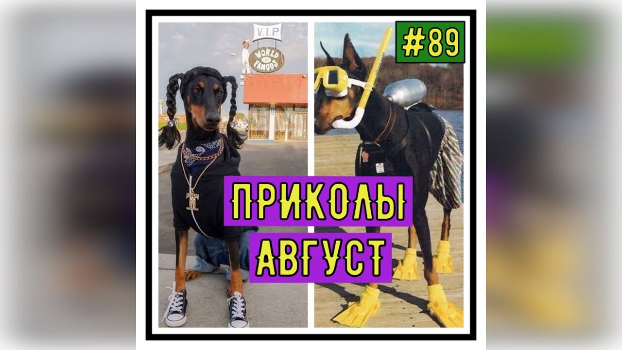 ПРИКОЛЫ С ЖИВОТНЫМИ / Смешные коты / Собаки / Смешные животные 89