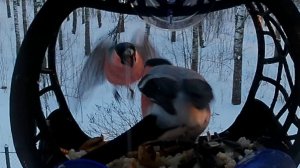 Мистеры Снегири меряются клювами.