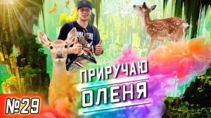 Все серии ! / Сделал американской бабушке хорошо / Как приручить оленя в США / Серия 29