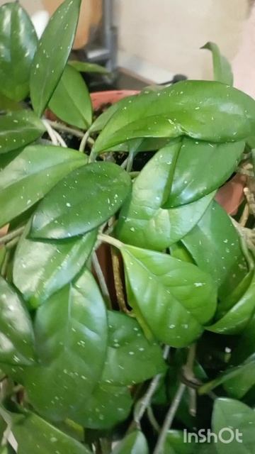 моя Хойя! 😍 смотреть онлайн