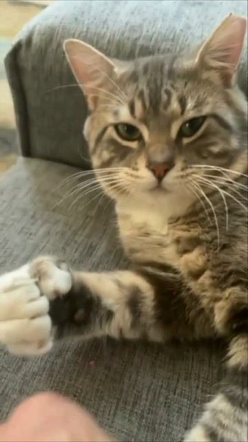 Смешные коты #109-6