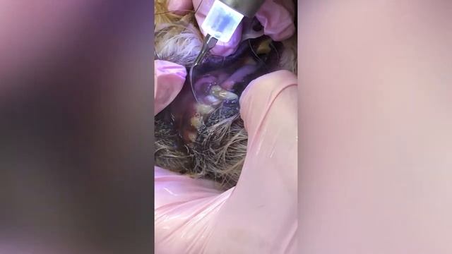 Чистка зубов ультразвуком без наркоза для шпица смотреть онлайн