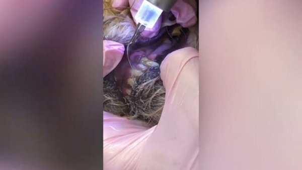 Чистка зубов ультразвуком без наркоза для шпица