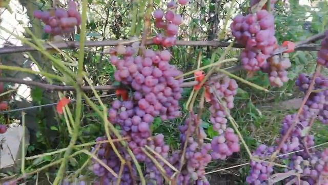 Виноград Самерсет сидлис. (Somerset seedless)