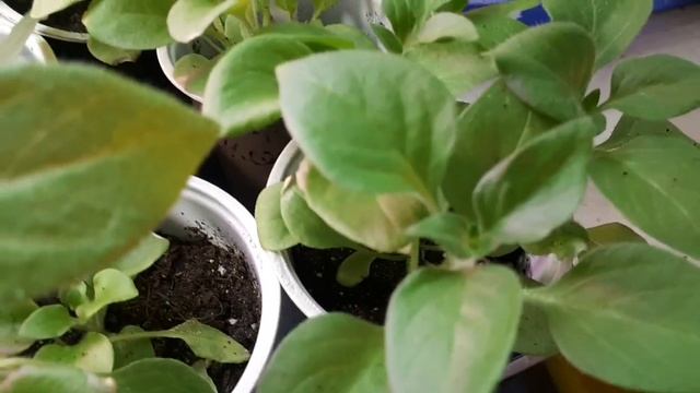 2234.  Видео от 4 мая 2023 г.Формирование пышного куста петунии.