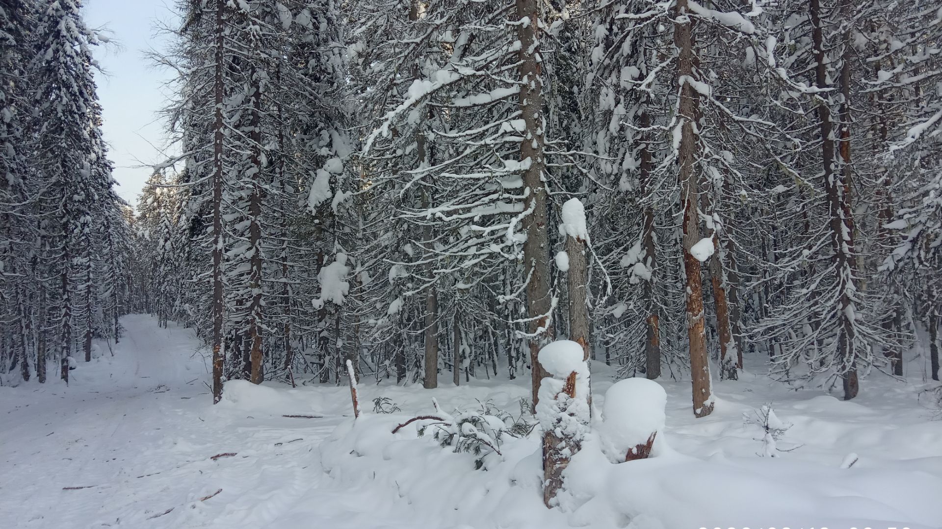 Уважаемые руководитель Лесничество Республика Коми к вам обращаюсь . 12.02.2026 год. смотреть онлайн