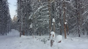 Уважаемые руководитель Лесничество Республика Коми  к вам обращаюсь . 12.02.2026 год.