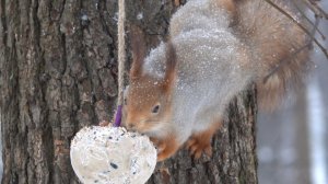 Сало для белки. Зарисовка