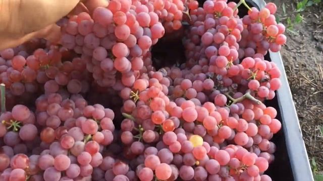 Виноград Сомерсет Сидлис (Somerset seedless)