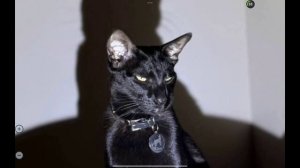 песня про кошку Фрею