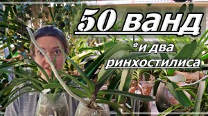 Орхидея ВАНДА. Все ОШИБКИ и УСПЕХИ. Поливать или ОПРЫСКИВАТЬ? Как ПОСАДИТЬ Ванду?