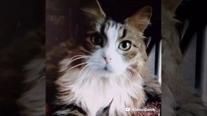 Жизнь продолжается