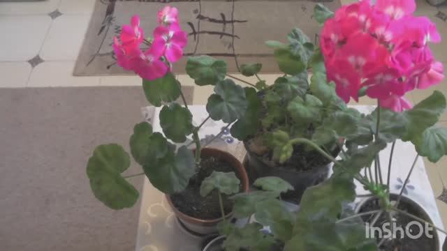 Размножаю красивую пеларгонию черенками. смотреть онлайн