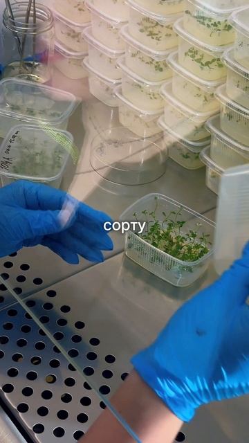 Февраль в питомнике: подготовка саженцев к весне #саженцы #питомникрастений #предзаказвесна #сад смотреть онлайн