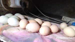 12-02-2026 Любуюсь козлятами и собираю яйца.