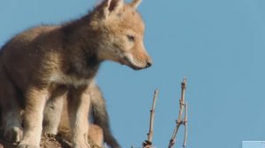 Животные. Мегети, потерянный волк Африки. ПЕРЕВОД. док.фильм