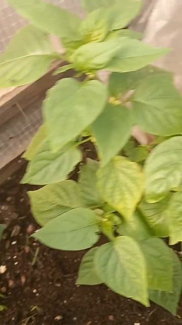 Перчики! смотреть онлайн